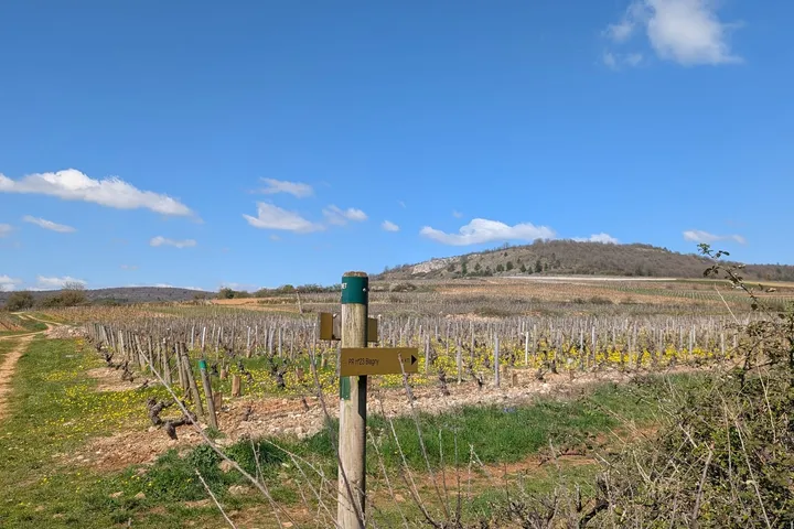 Meursault nach Puligny-Montrachet: Weinwanderung durch die Côte de Beaune