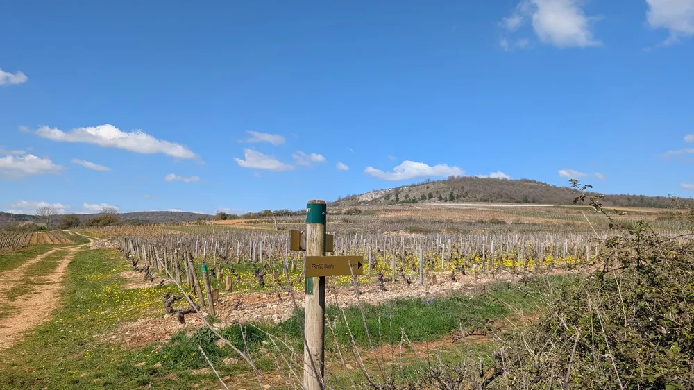 Meursault nach Puligny-Montrachet: Weinwanderung durch die Côte de Beaune