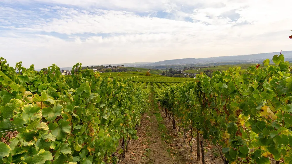Rebstockpacht im Rheingau: Bei der Pächterlese des Weinguts Trenz