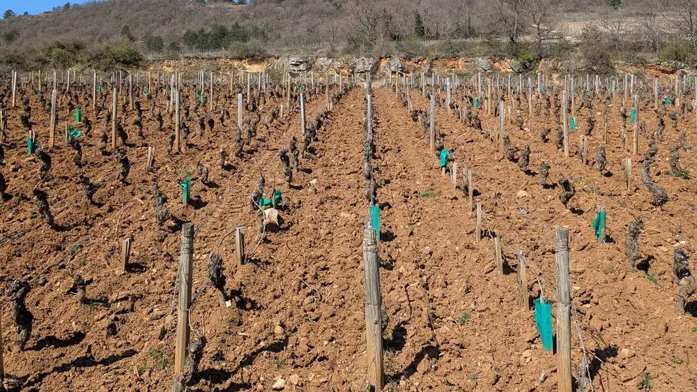 Was bedeutet "mineralisch" beim Wein? Terroir zwischen Weinberg und Glas
