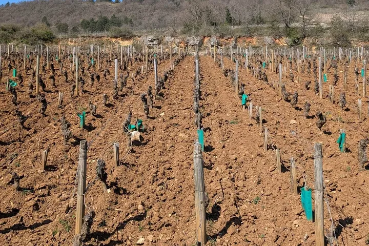 Was bedeutet "mineralisch" beim Wein? Terroir zwischen Weinberg und Glas