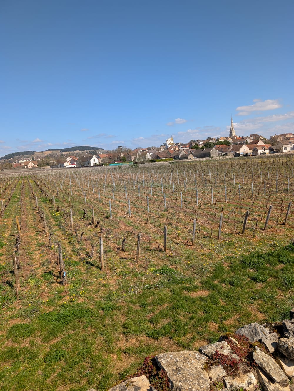 Weinberge vor dem Dorf Meursault in der Côte de Beaune