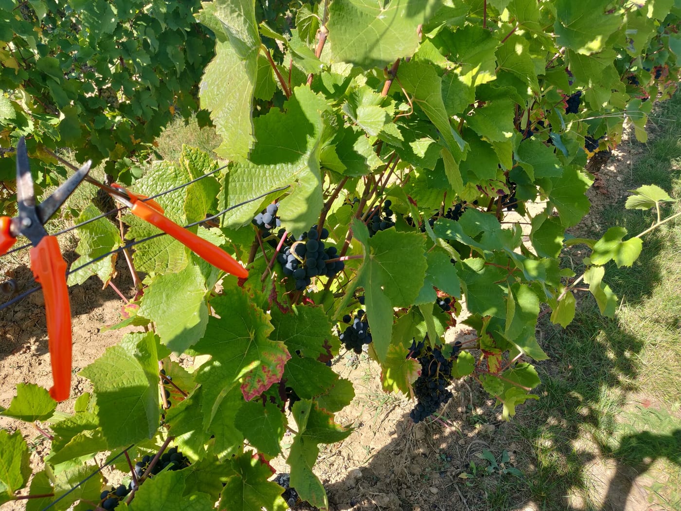 Rebschere hängt am Drahtrahmen über dunklen Trauben im Weinberg