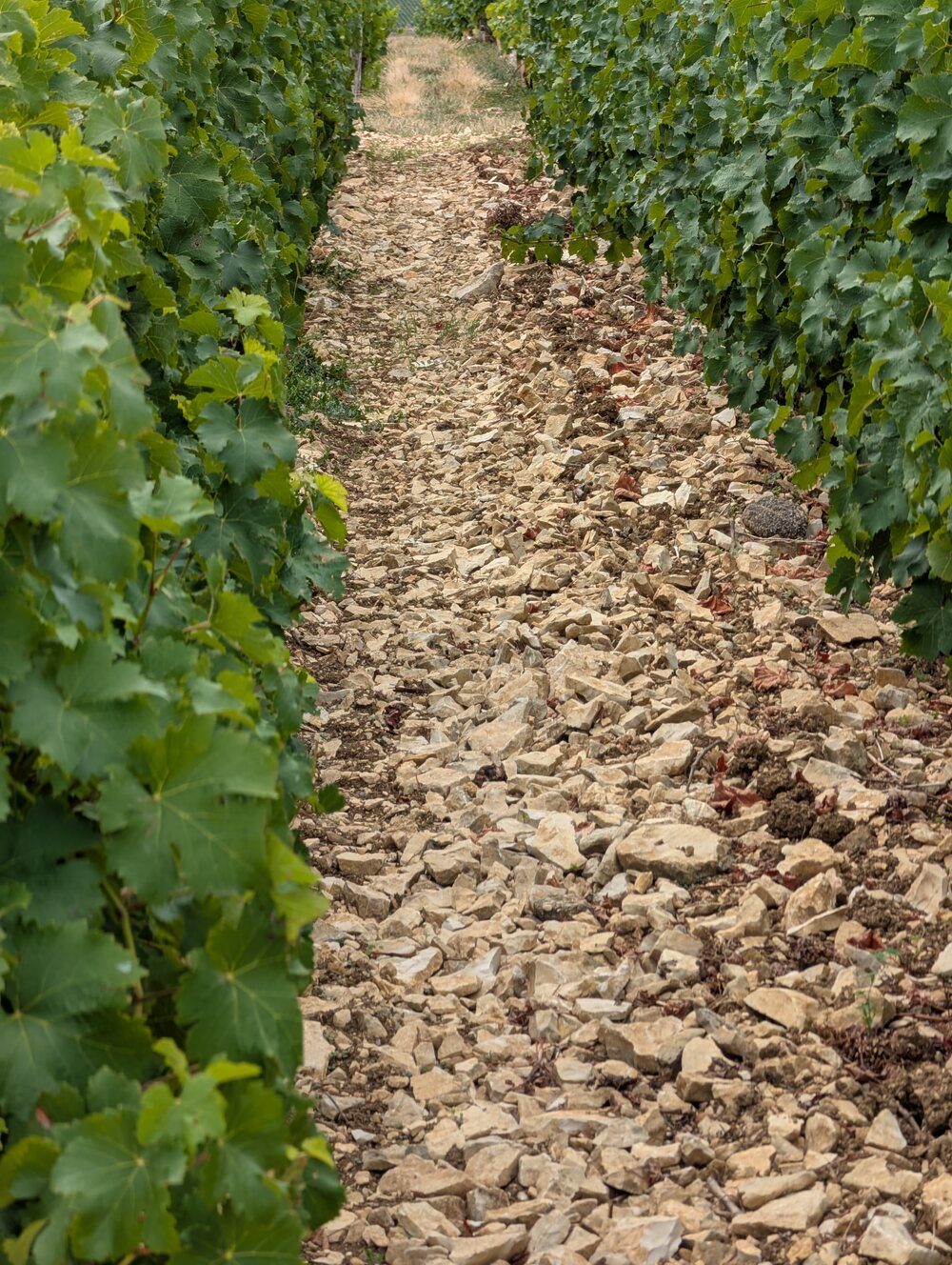 Steiniger Boden zwischen Rebreihen in den Weinbergen bei Sancerre