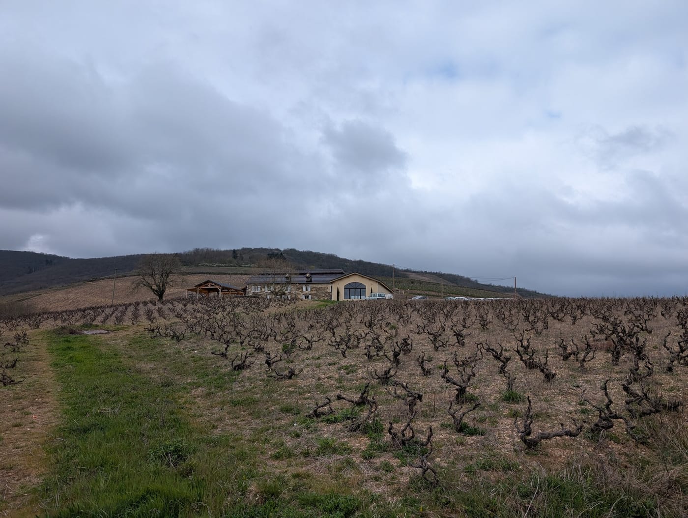 Alte, frei stehende Buschreben in einem Weinberg bei Odenas im Beaujolais unter bewölktem Himmel